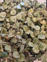 Hoya Curtisii Cutting – 6 Inch Fresh Wax Plant Cutting for Propagation, Trailing Tropical Houseplant