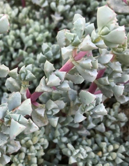 Oscularia Deltoides Cuttings – 3 Deltoid-Leaved Dew Plant Cuttings 4–6 Inch Succulent for Propagation