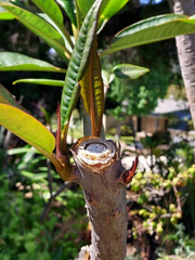 Musk Rainbow Plumeria Cutting Mid Section Unrooted Live Frangipani for Propagation