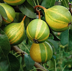 Schweizer Hosen Pear Cuttings – 3 Live Pyrus Communis Cuttings for Grafting or Rooting, Fruit Tree Propagation