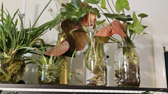 Beefsteak Begonia Cuttings – Begonia Erythrophylla Live Plant Cuttings for Indoor Propagation