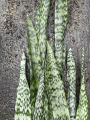 Sansevieria Snake Plant Leaf Cuttings – 6 Hawaii Grown Starter Cuttings for Indoor Houseplant Propagation