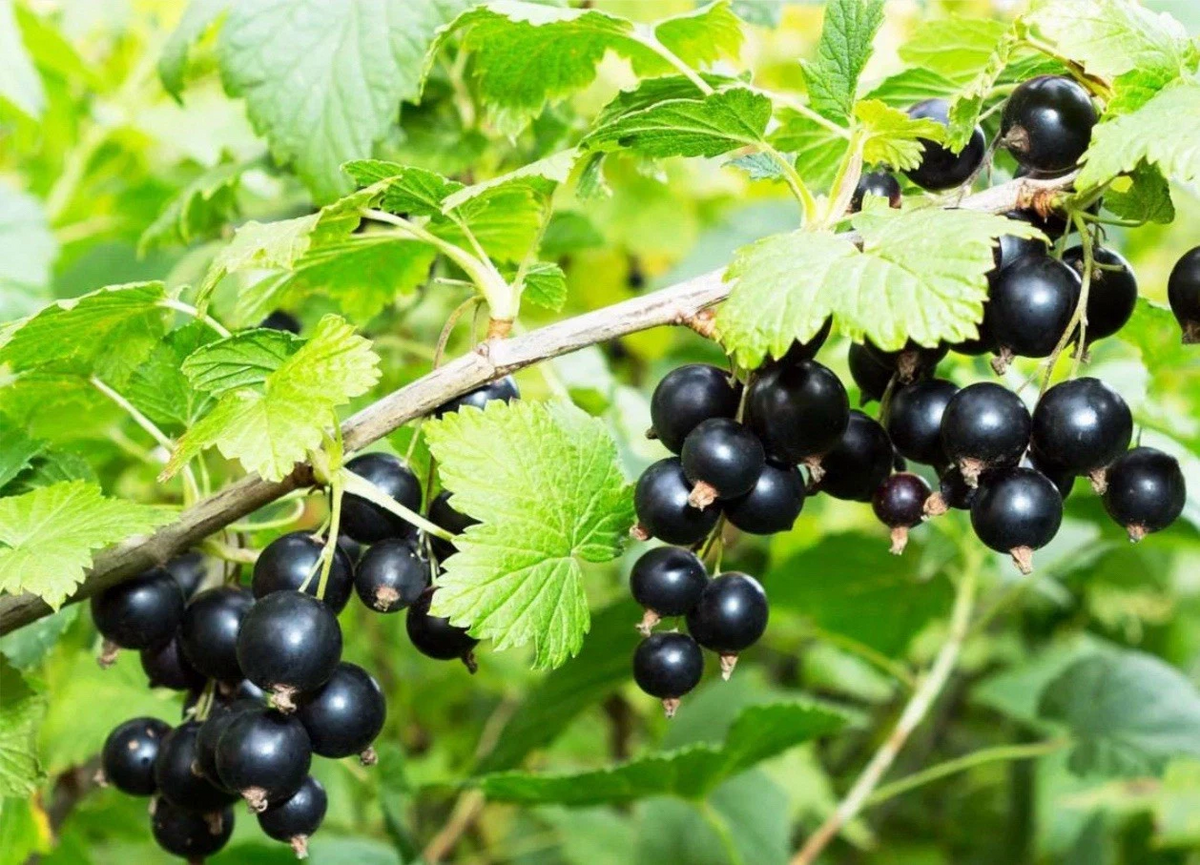 Black Currant Cuttings – 8 Unrooted Cuttings 8–10 Inches, Ribes Nigrum for Propagation and Planting