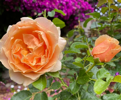 Yellow Apricot Rose Unrooted Cuttings – 5 Rosa Cuttings for Rooting or Grafting Garden Roses