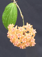 Hoya fitchii Rooted Live Plant in 2.5 Inch Pot, Wax Plant Houseplant with Decorative Foliage