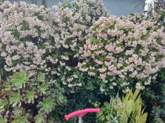 5 Crassula ovata Jade Plant Cuttings 4–6 Inch Live Succulent Branches Unrooted for Propagation