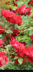 Red Double Knock Out Rose Cuttings, 3 Live Cuttings 6–8 Inch Length