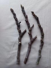 Fig Tree Cuttings – 3 Live Unrooted Fig Plant Cuttings with Sweet Red Fruit Variety for Propagation