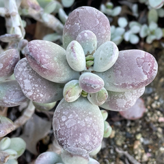Cotyledon Orbiculata Lady Fingers Succulent Cuttings 4 Inch Purple Leaf Live Plant for Propagation