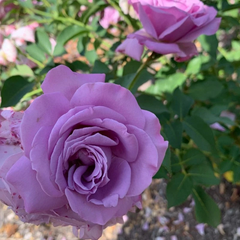 Love Song Rose – 4 Fresh Unrooted Cuttings, 5–8 Inch Stem Pieces for Propagation