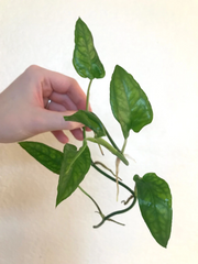 Epipremnum Skeleton Key Cutting with 5+ Nodes, Tropical Vine Houseplant for Propagation Vivarium Terrarium Use