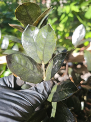 Black Raven ZZ Plant Cutting – 2 Node Zamioculcas zamiifolia Raven Unrooted Cutting for Propagation