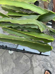 Dragon Fruit Tree Cuttings for Planting – 2 Live Stems 8–12 Inches, Tropical Climbing Cactus