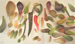 Mixed Succulent Leaf Cuttings – 25+ Live Succulent Leaves for Propagation, Approx. 1/4 lb Lot