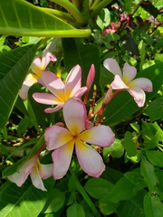 Plumeria Frangipani Cutting – Fresh 8–12 Inch Unrooted Tropical Flower Plant Starter