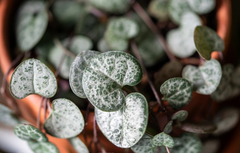 String of Hearts Cuttings – 3 Strand Unrooted Ceropegia woodii Trailing Houseplant for Rooting