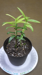 Commelina Africana Cuttings – Yellow Spiderwort House Plant Cuttings, Live Trailing Plant for Indoor Growing