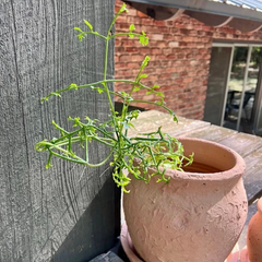 Kalanchoe schizophylla Cutting – 12" Unrooted Vining Succulent Stem for Propagation
