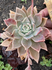 Graptopetalum Paraguayense Blue Haze – One Bare Root Succulent Plant – Ghost Plant Starter