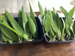 Queen of the Night Cactus Cutting – Epiphyllum oxypetalum Unrooted Leaf Cactus 4–12 Inch Live Cutting