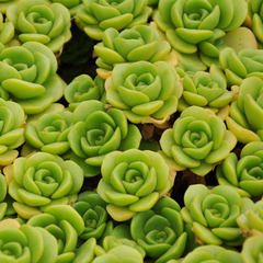 Aeonium Lily Pad Succulent Cuttings – 3 Live Unrooted Aeonium Cuttings for Indoor Decor and Propagation