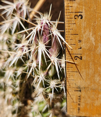 Grusonia Clavata Club Cholla – 1 Live Cactus Segment Cutting – Hardy Desert Cactus Starter Plant