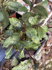 Okinawa Spinach – Gynura bicolor – 2 Rooted Live Plants | Cold Hardy Perennial Greens