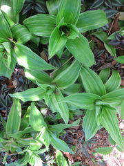 Variegated Callisia fragrans – 2 Basket Plant Pups, Fresh Starter Plants, Easy Indoor Trailing Houseplant
