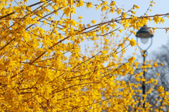 Golden Forsythia Cuttings for Planting – Hardy Ornamental Shrub Stems for Hedge or Landscape, Unrooted