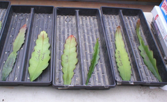 Epiphyllum Olympiad Orchid Cactus Cuttings for Planting – Unrooted Night Blooming Cactus Stems