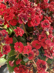 Red Kalanchoe Blossfeldiana Succulent Cuttings – Set of 2, Flowering Succulent for Planting