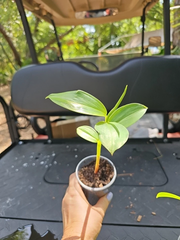 Spiral Red Button Ginger Plant, Costus woodsonii Rooted Starter 10–12 Inch