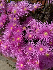 Magenta Ice Plant Cuttings – 10 Unrooted Delosperma Cooperi Cuttings, Hardy Ground Cover Succulent