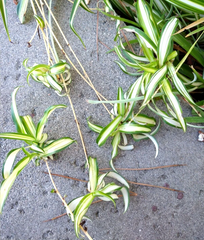 Spider Plant Cuttings with Young Roots, Chlorophytum Comosum Live Plantlets for Indoor Houseplant Propagation Lot of 15