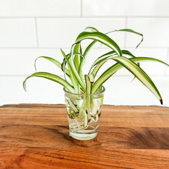 Fully Rooted Spider Plant Cuttings – Chlorophytum comosum Live Plants, Ready to Plant Indoor Houseplant