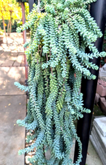 Donkey’s Tail Succulent Cuttings for Planting – 8 Unrooted Sedum morganianum Stems 3–4 Inches