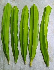 Dragon Fruit Pitaya Cuttings – 3+ Live 8–10 Inch Rooted Cuttings, Self-Fertile Variety, Tropical Climbing Cactus
