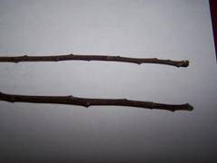 Granny Smith Apple Tree Cuttings Semi Dwarf Set of 12 Live Apple Cuttings for Rooting