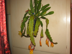 Epiphyllum “Frühlings Gold” Cactus Cutting – Epiphytic Orchid Cactus Cutting for Indoor Growing