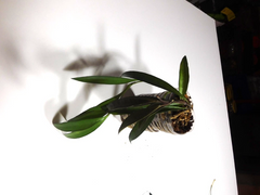 Hoya Wayetii Live Plant Rooted – Trailing Wax Plant with Narrow Leaves, Indoor Houseplant