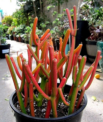 Fire Sticks Pencil Cactus Cuttings – 10 Fresh Euphorbia Tirucalli Cuttings, Succulent Shrub for Propagation
