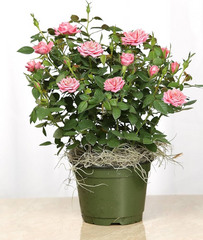 Miniature Pink Rose Bush Live Starter Plant 2 Inch Pot Compact Flowering Shrub