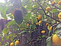 Meyer Lemon Scion Cuttings Citrus Meyeri 4 Cuttings 4–6 Inch For Rooting And Grafting