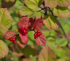 Highbush Cranberry Cuttings – 5 Unrooted Viburnum trilobum 8 Inch Cuttings for Propagation, Outdoor Shrub