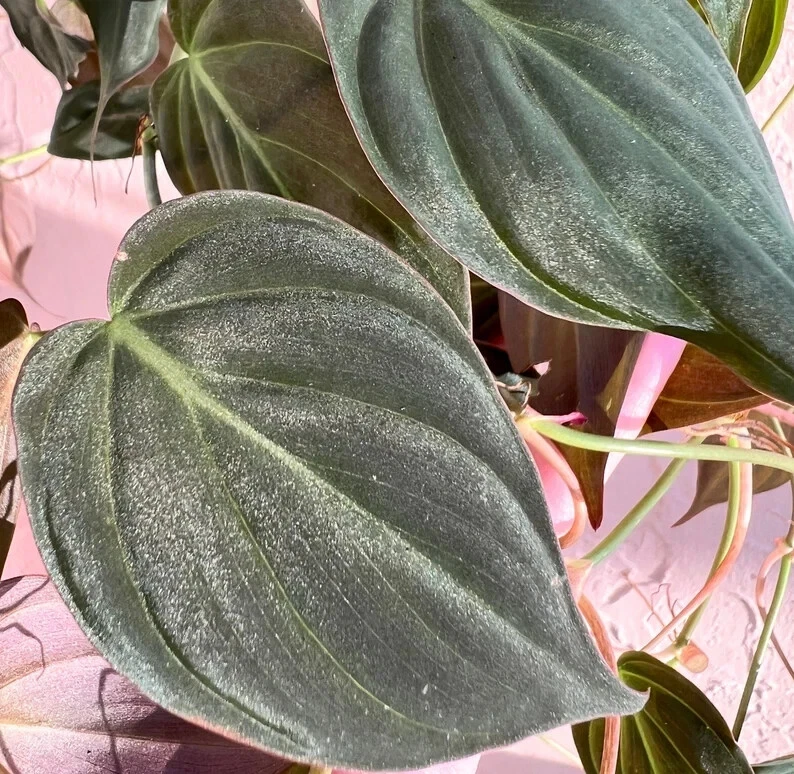 velvet leaf philodendron propagation Philodendron micans Cutting for Planting – Unrooted Velvet Leaf Philodendron Cutting for Propagation