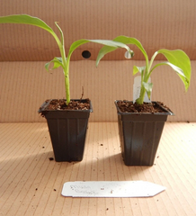 Basjoo Banana Tree Starter Plant – Small Rooted Musa basjoo Live Banana Plant, Cold Hardy Outdoor Tropical