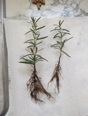 Rosemary Rooted Cuttings – Lot of 2 Live Salvia rosmarinus Plants 5–8 Inches, Bare Root Herb for Planting