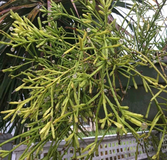 Rhipsalis Edwaldiana Cuttings – 5 Fresh Mistletoe Cactus Cuttings, Trailing Epiphytic Houseplant
