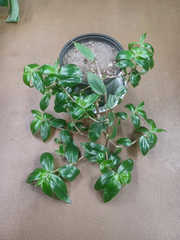 Tradescantia Zebrina Flocculosa Cuttings Indoor Trailing Houseplant Unrooted Purple Green Plant Starter