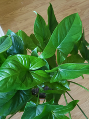 Syngonium Podophyllum Emerald Gem – 3 Unrooted Cuttings – Arrowhead Vine Houseplant